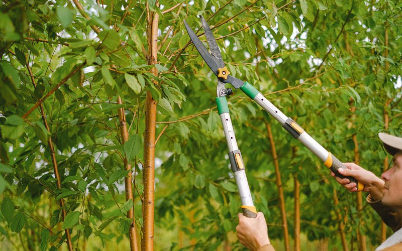Tree trimming in Pleasantville, IA