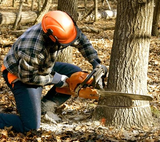 Tree Removal in Pleasantville, IA